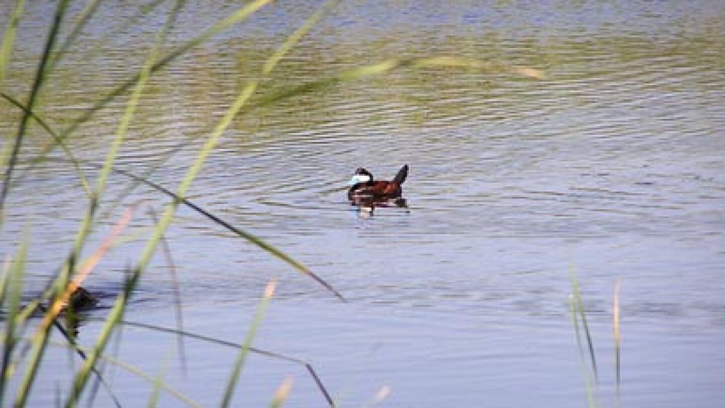 wetlands.jpg