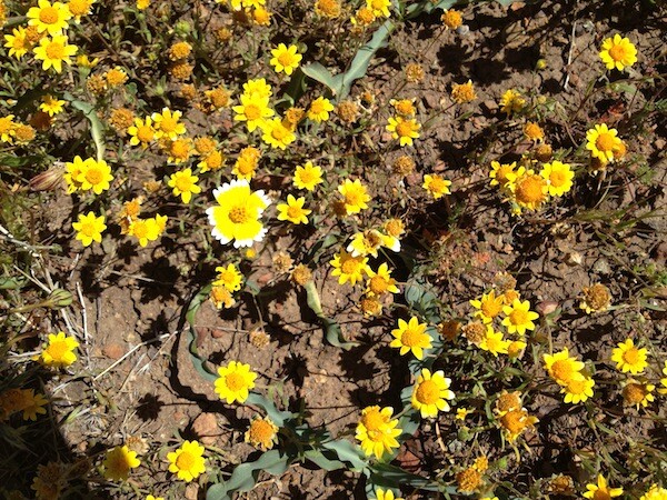 A tidy tip among goldfields | Photo: Zach Behrens/KCET