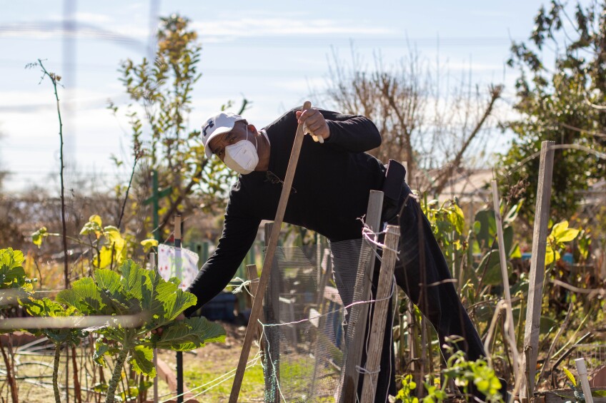 A man wearing a long black sleeve and long black pants leans over mesh fencing around a small garden plot. One hand rests on the handle of a shovel while the other reaches out to touch the leaves of a lettuce plant.