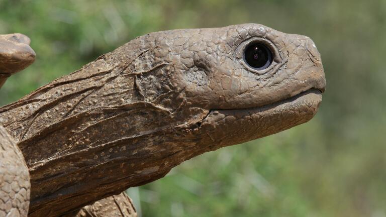 Coming Soon: Spy in the Wild, A NATURE mini-series