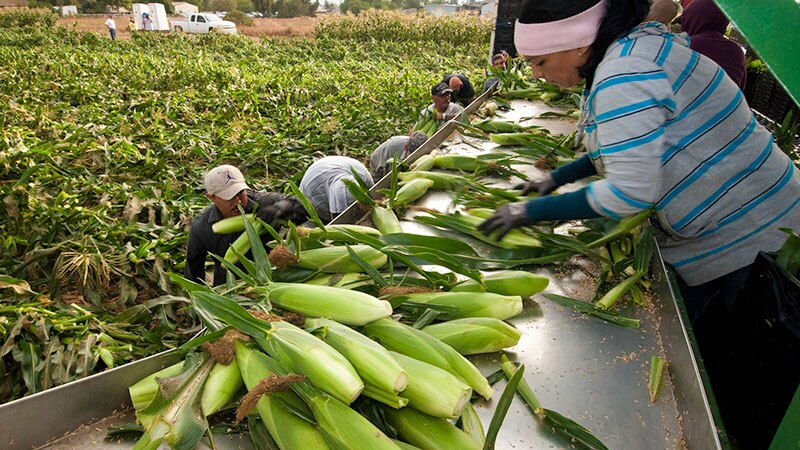 Workers harvest corn in Gilroy, CA. Corn is heavily sprayed with chlorpyrifos. | Photo: USDA