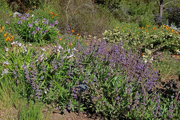 NativeGarden