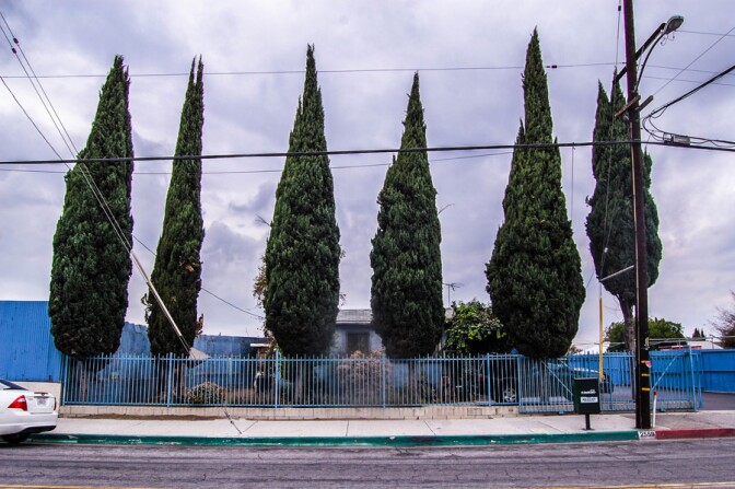 semaptrees036jpg
