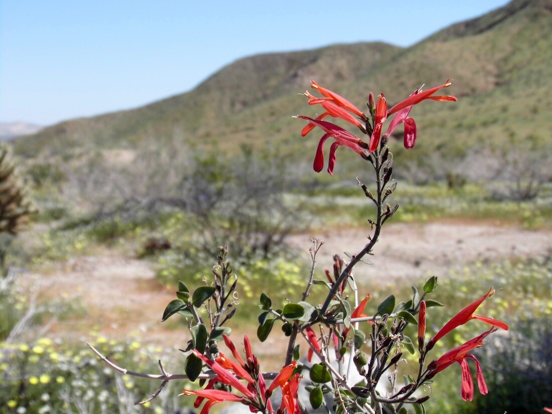 Montezuma Grade