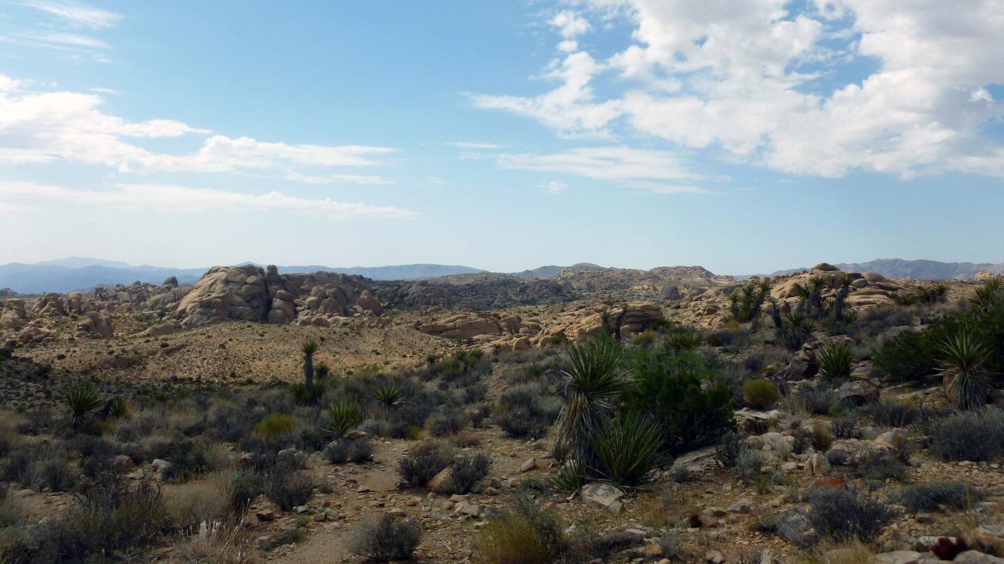 Lucky Boy Vista in Joshua Tree National Park