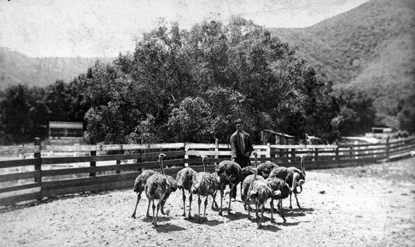 A precursor to Griffith Park, Charles Sketchley's ostrich farm welcomed visitors to Rancho Los Feliz from 1885 to 1889. Courtesy of the California Historical Society Collection, USC Libraries.