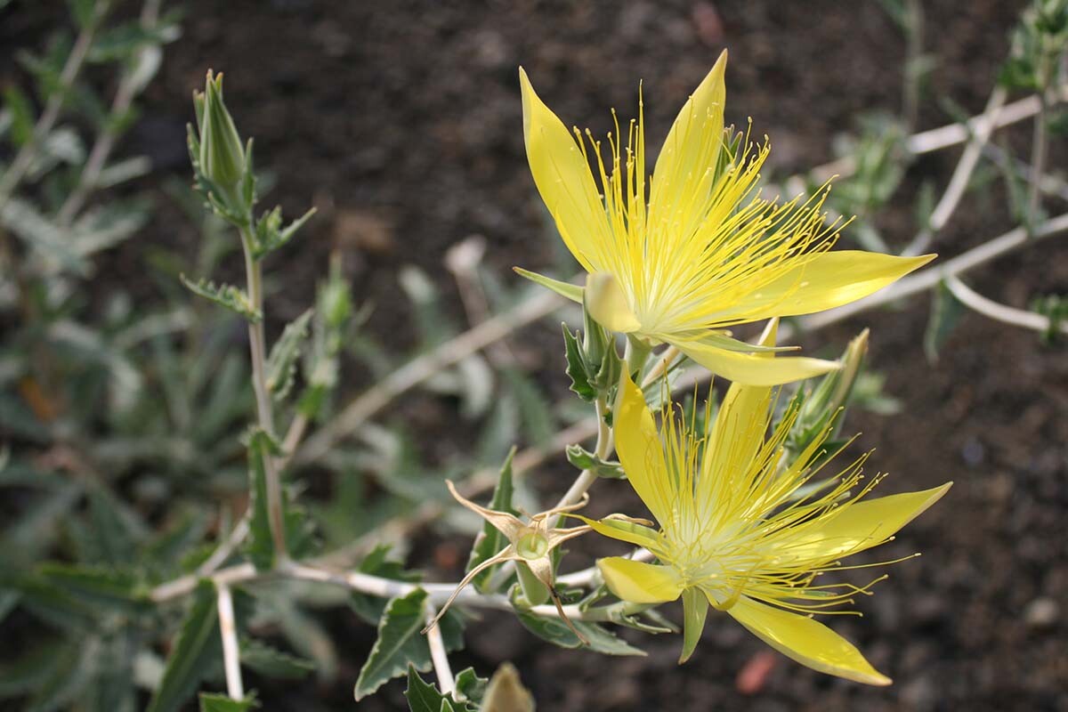 Blazing star (Mentzelia laevicaulis) at Griffith Park| Courtesy of Gerry Hans