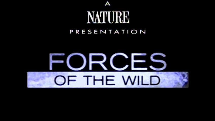 FORCES OF THE WILD - Living Dangerously