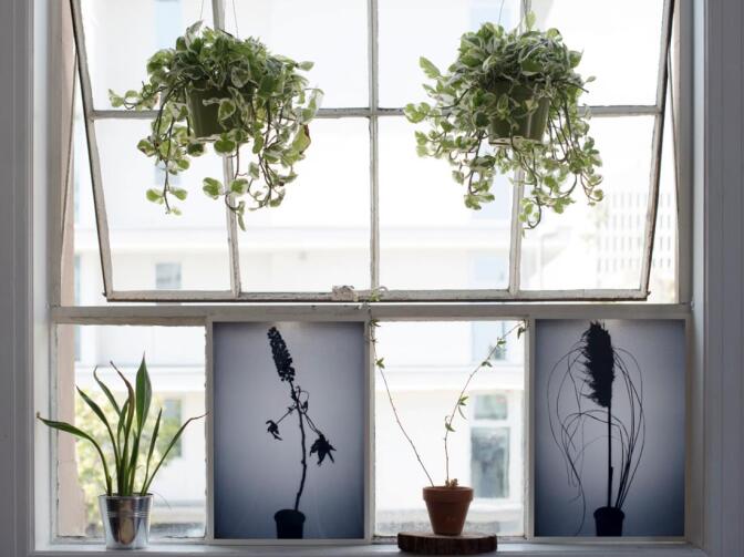 Jenny Yurshansky's "Blacklisted: A Planted Allegory (Punctum)" | Alexandra Pacheco Garcia