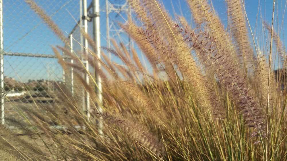 Fountain grass growing on G2 parcel at Taylor Yard. | Jenny Aleman-Zometa