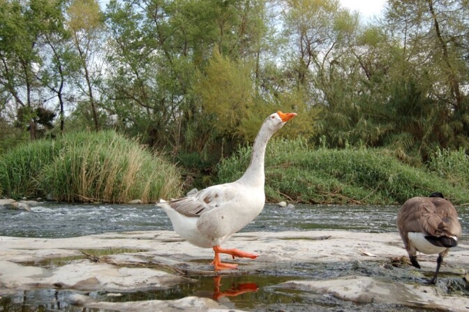 LA River Birds: Goose