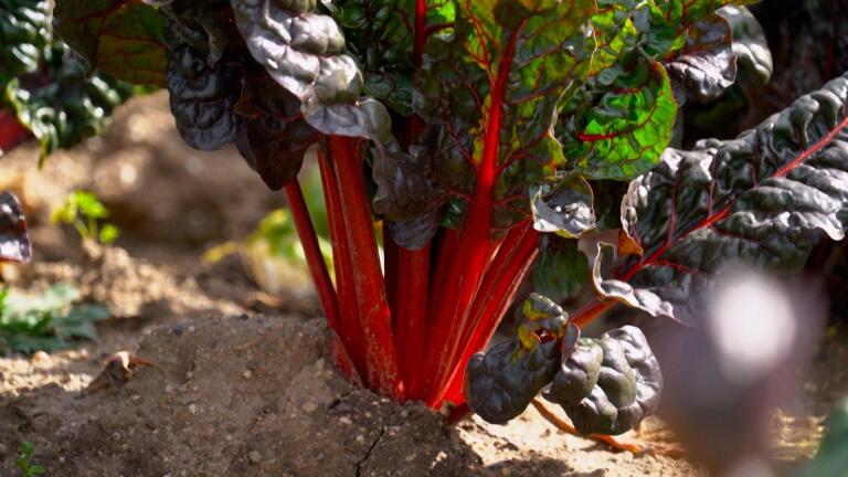 “Everything in a Salad” Farm