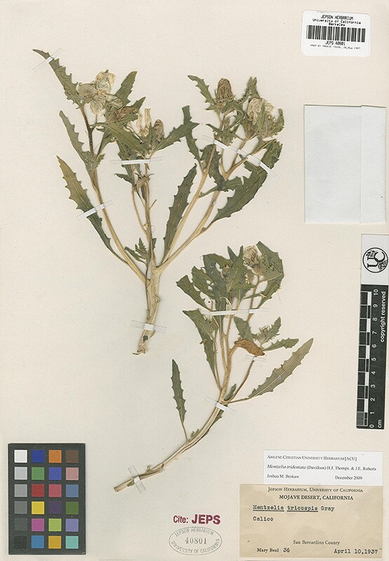 Plant specimen collected by botanist Mary Beal