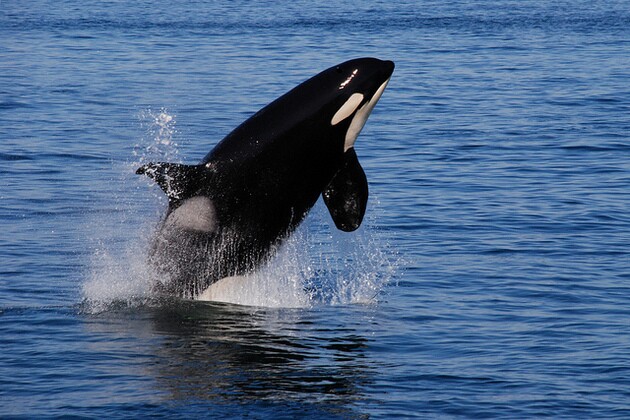southern-resident-killer-whale-1-1-16-thumb-630x420-100445-thumb-630x420-100446