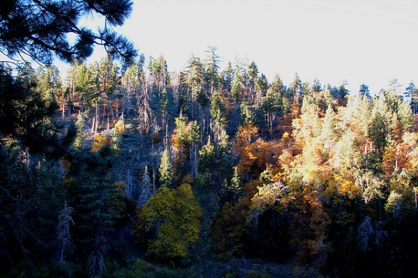 national-forest-fees