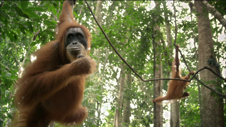 2/19:Scott Stringer,Steve Forbes,Matt Bai,Orangutans