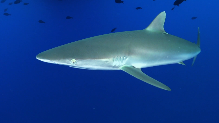 Sharks vs Bait Ball