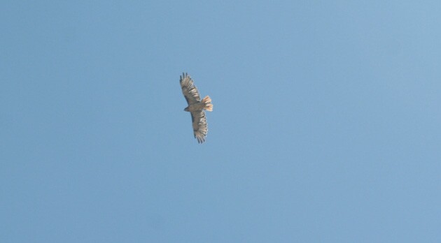 redtail-thumb-630x348-100260