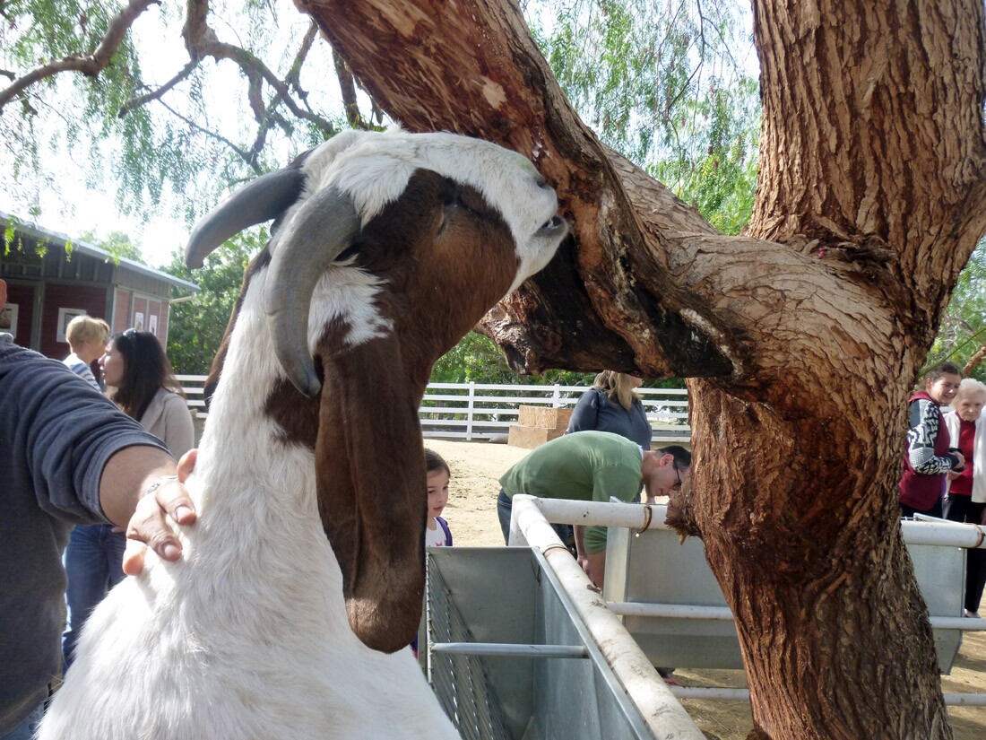 The Gentle Barn (2)