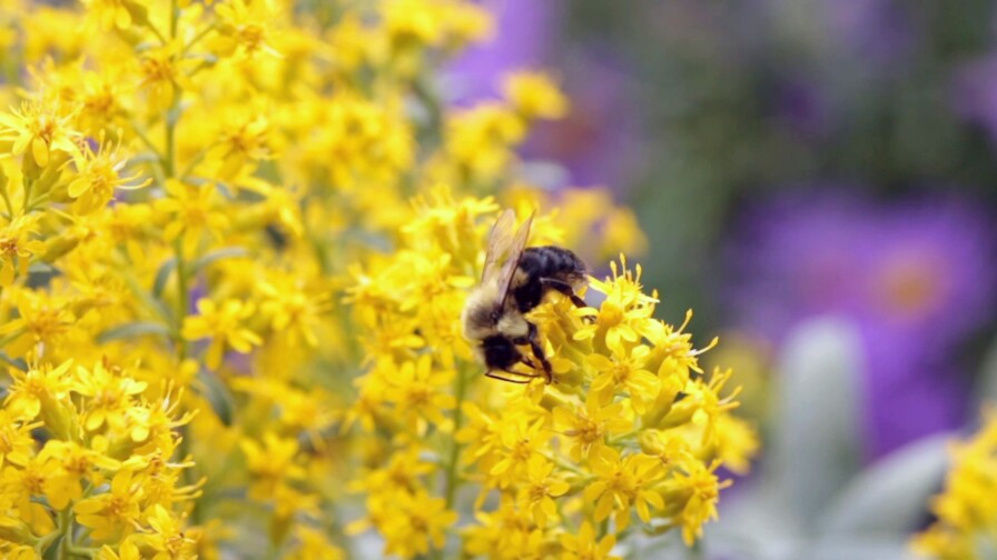 Bees