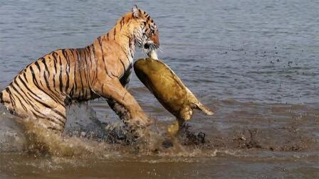 Why This Tiger Hunts Turtles… And Crocodiles