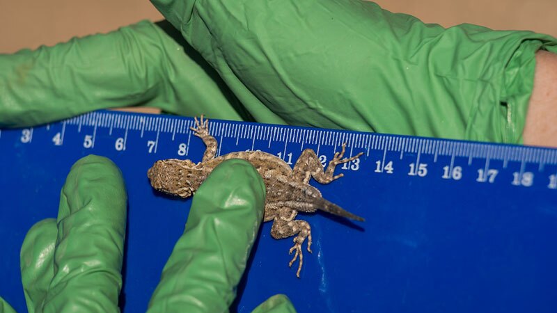 Horned lizard being measured at Joshua Tree NP