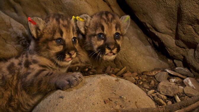 Puma kittens p50 p51 and-or p52