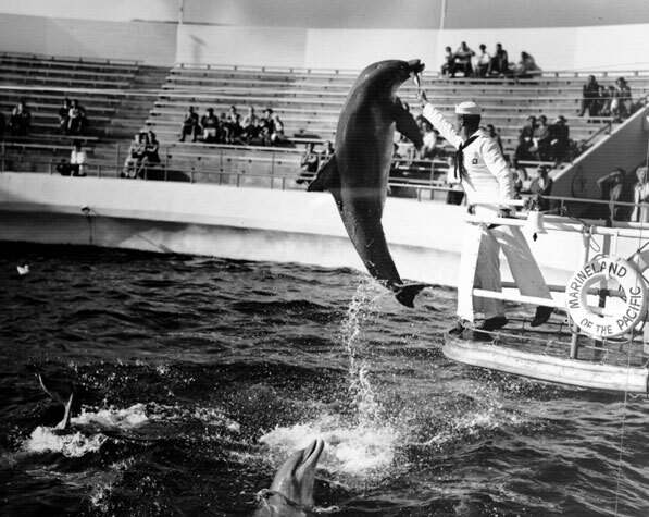 A dolpin performing a stunt at Marineland of the Pacific, 1954. Courtesy of the Dick Whittington Photography Collection, USC Libraries.