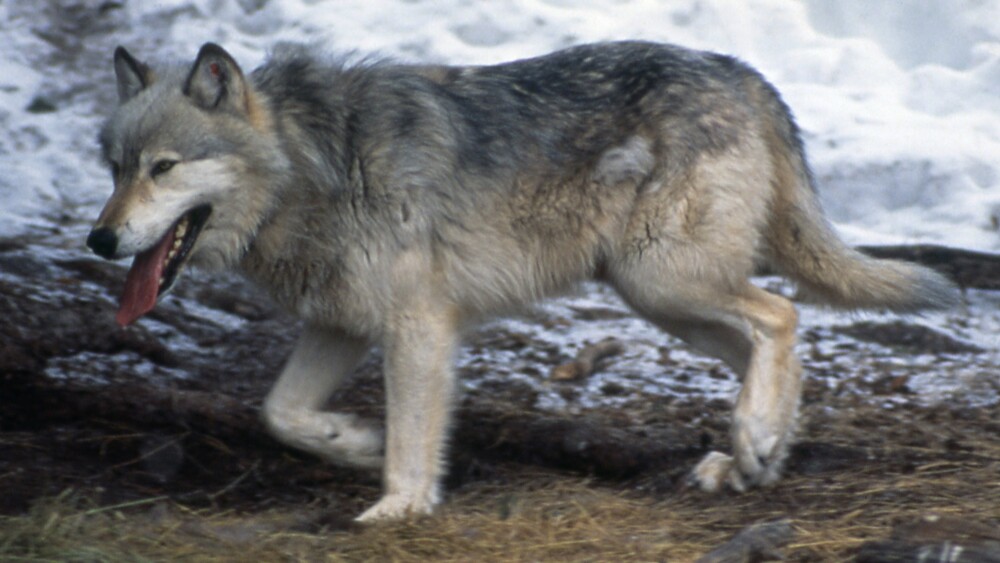 Wolf #10 just before release into Yellowstone National Park, 1995 | Photo: Jim Peaco/NPS