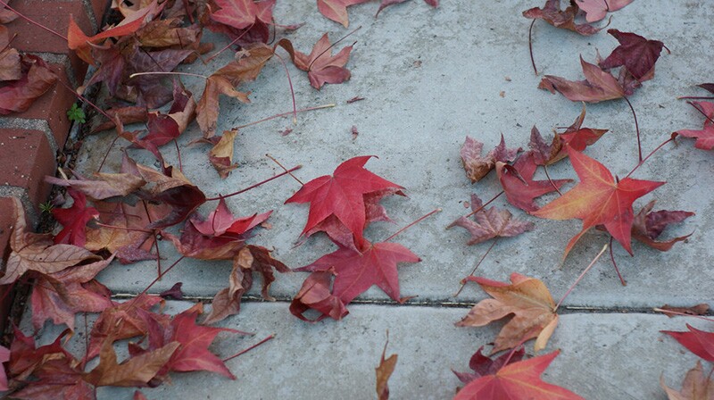 sidewalk-liquidambar-leaves-9-10-16.jpg