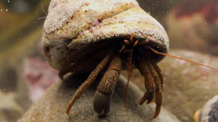 Build, Borrow, or Steal: 4 of Nature’s Weirdest Homeowners