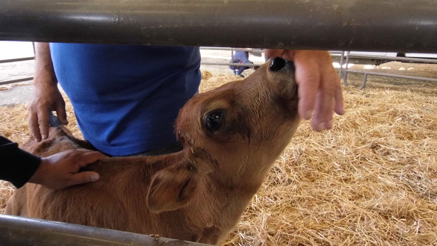 the farm at fairplex