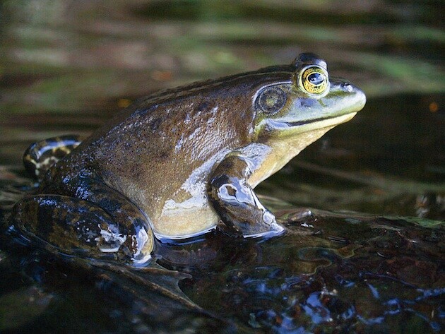 American_bullfrog-7-6-15-thumb-630x473-94916