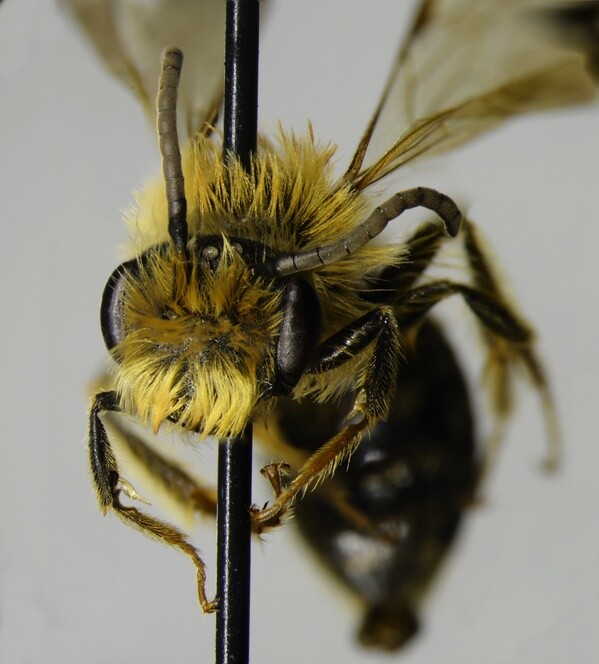Andrena sp._face_edit-thumb-600x664-80147