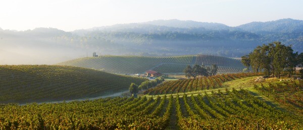 Photo by Tablas Creek Vineyard