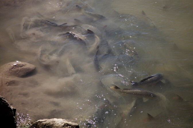 "Fish in Irrigation Canal." Niland, CA. 2014. | Photo: Osceola Refetoff.