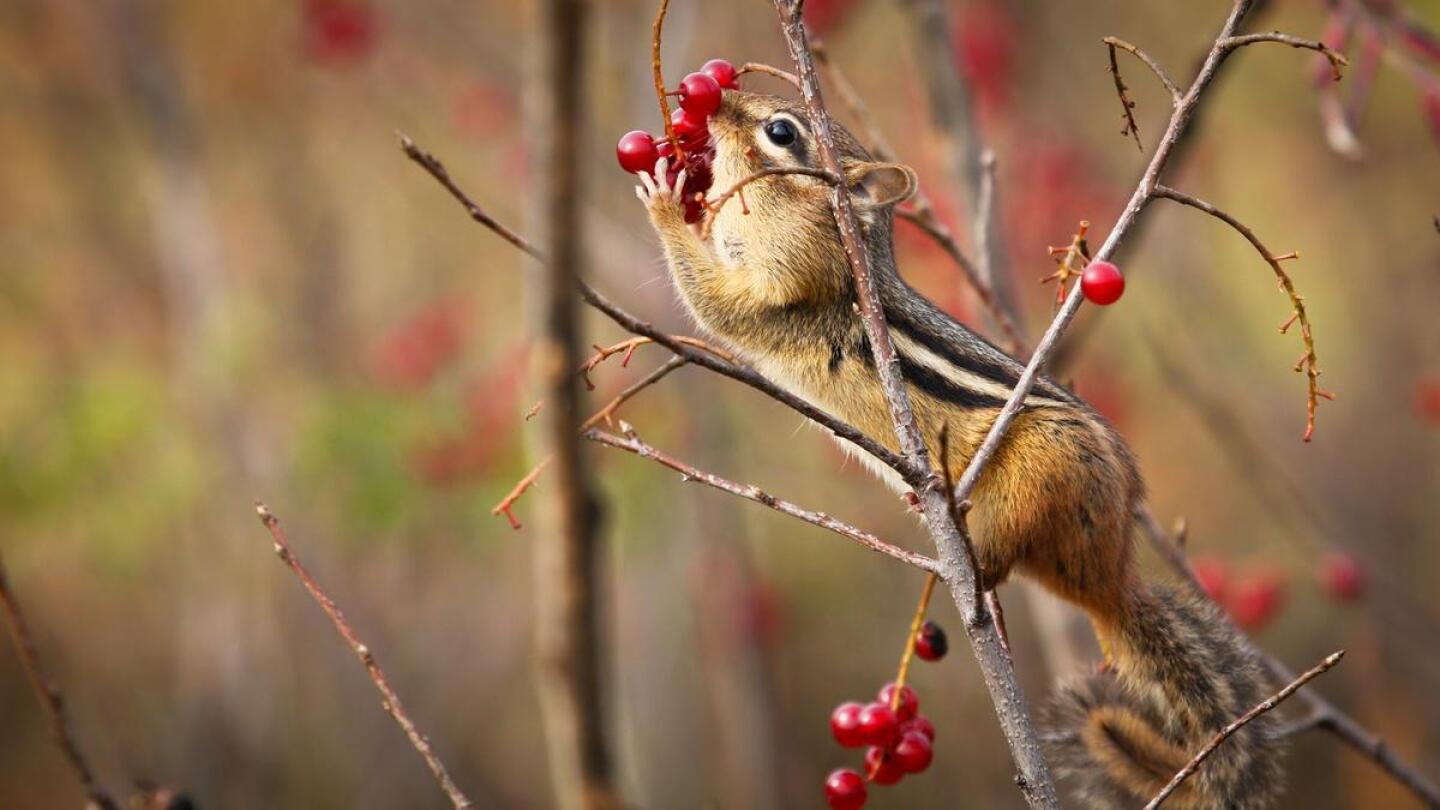 A Chipmunk eats a red berry.