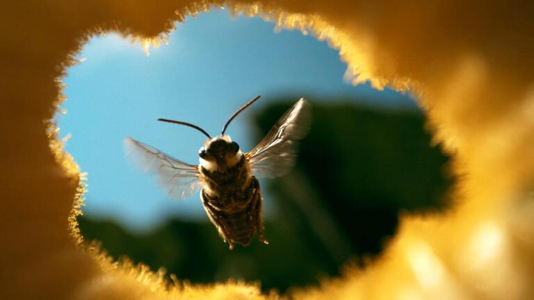 The Honey Trap