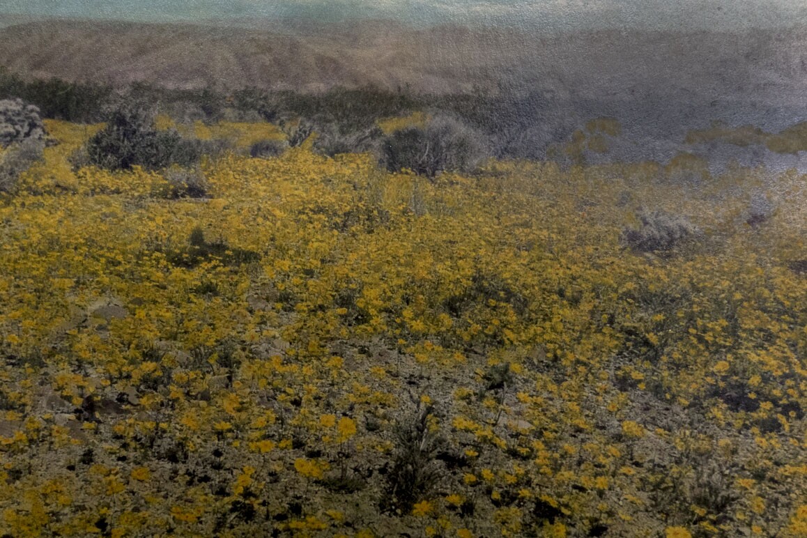 Hand-colored photo by botanist Mary Beal