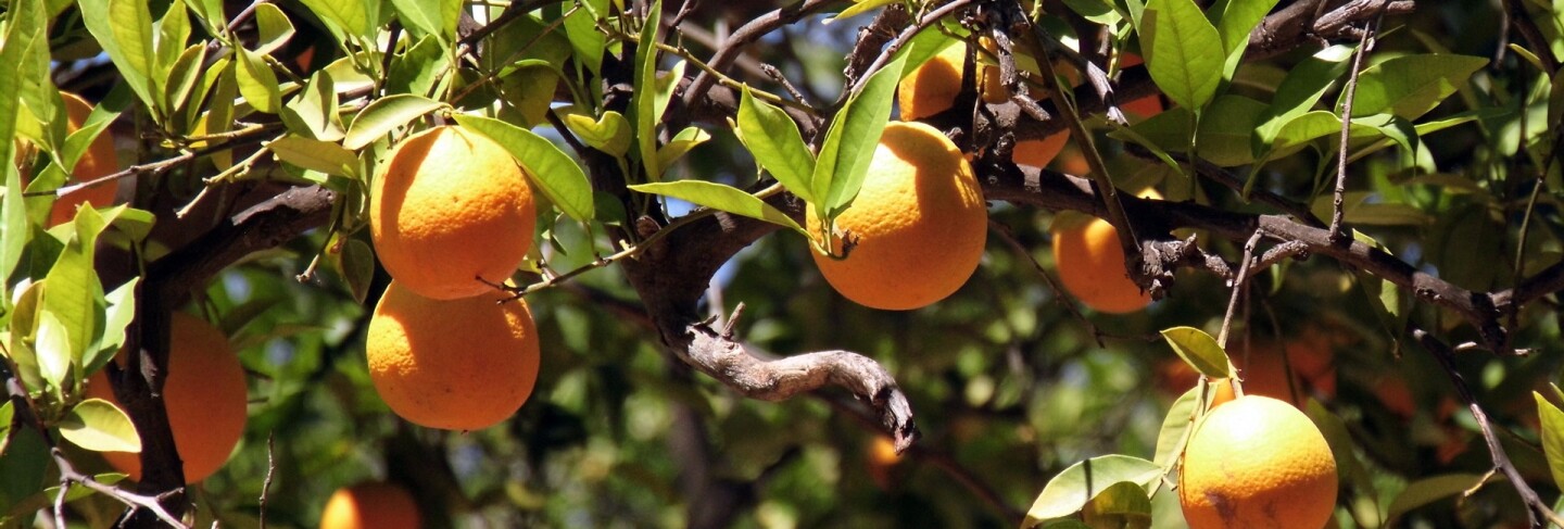 Orange Grove, Northridge