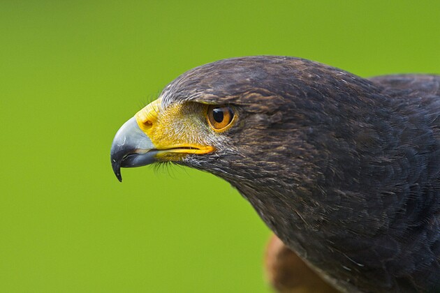 eagle-wind-4-2-15-thumb-630x420-90427