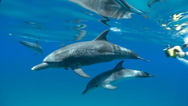 Dolphins: Breaking the Code - Trailer