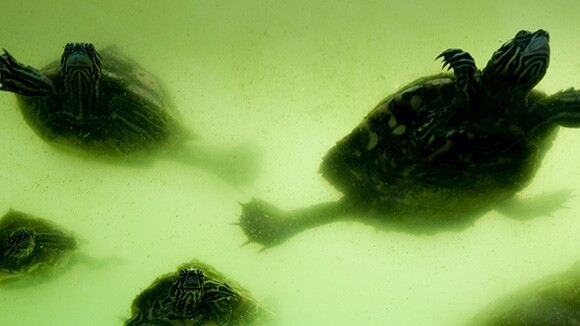 Photo from "Sacred Waters"