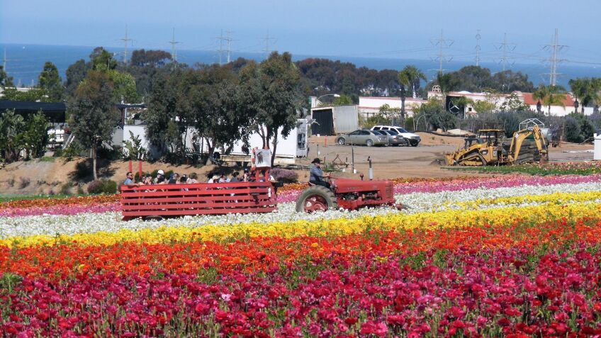 The Flower Fields