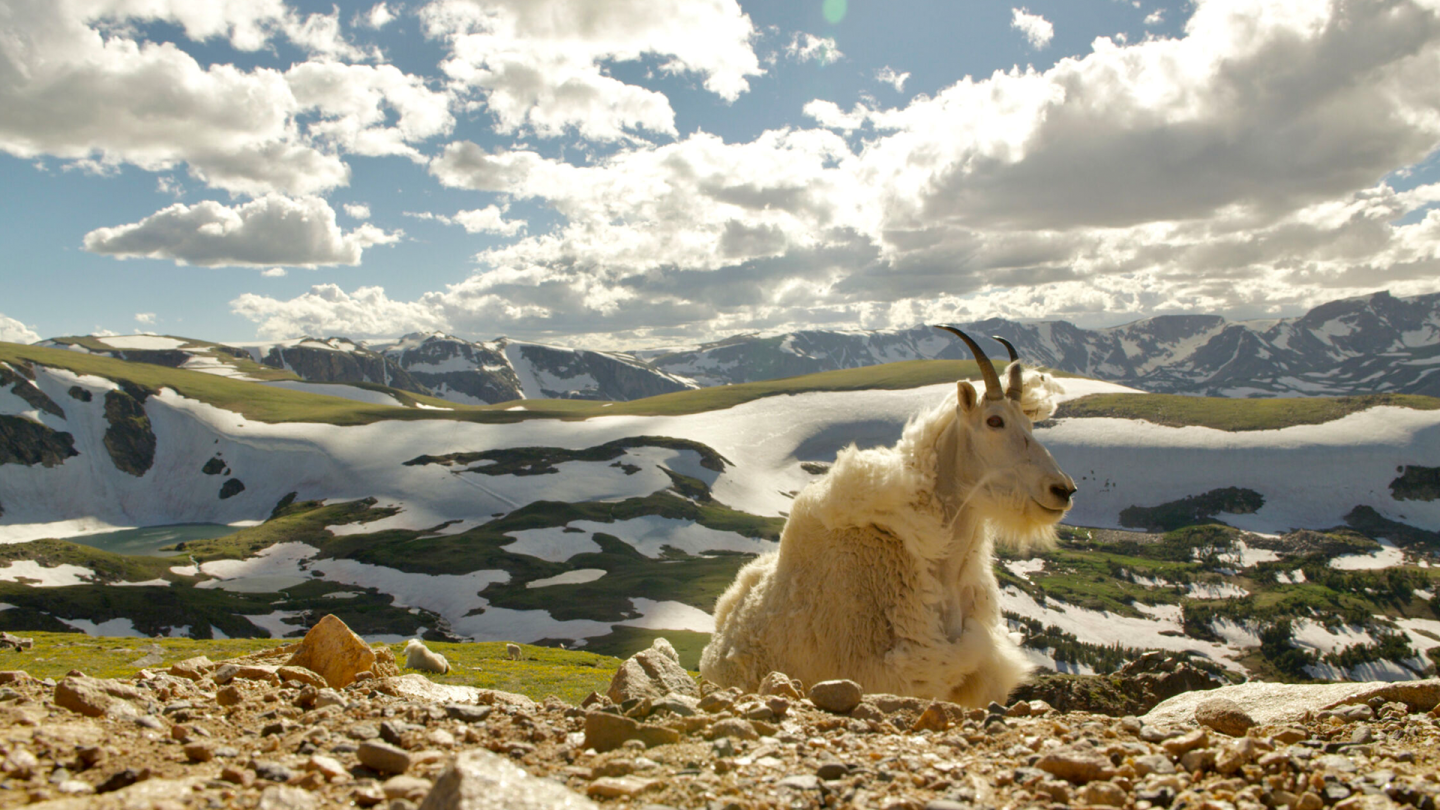 Born in the Rockies