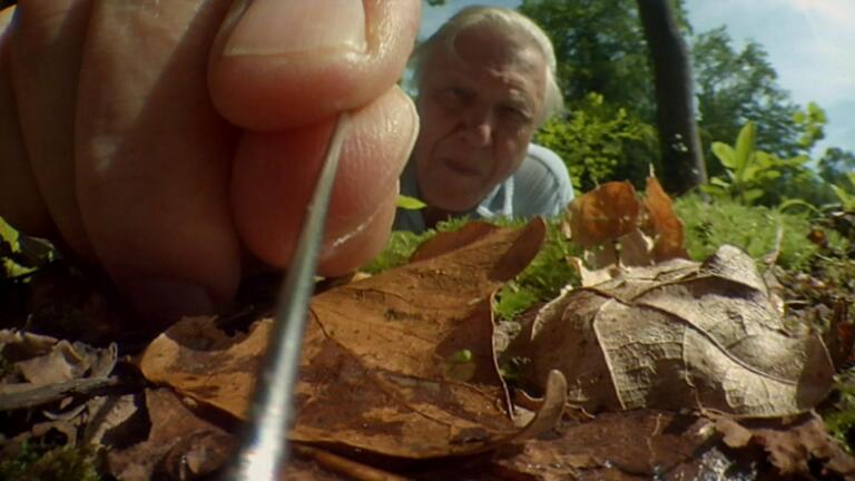 Attenborough's Life Stories: Part 1 Preview