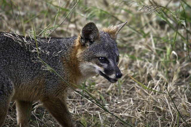 channel-island-foxes