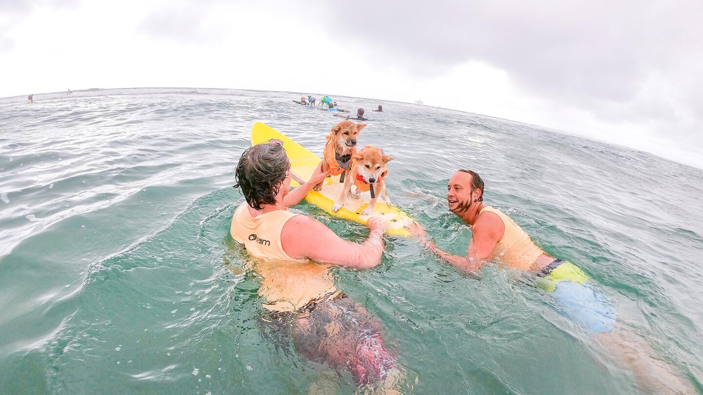 Two dogs being helped by humans on top of a surfboard