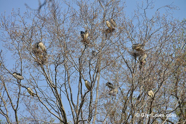 black-crowned-night-herons-5-9-14-thumb-600x400-73648