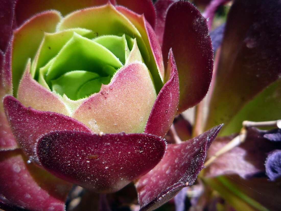 Succulents: The Huntington Botanical Gardens (1)